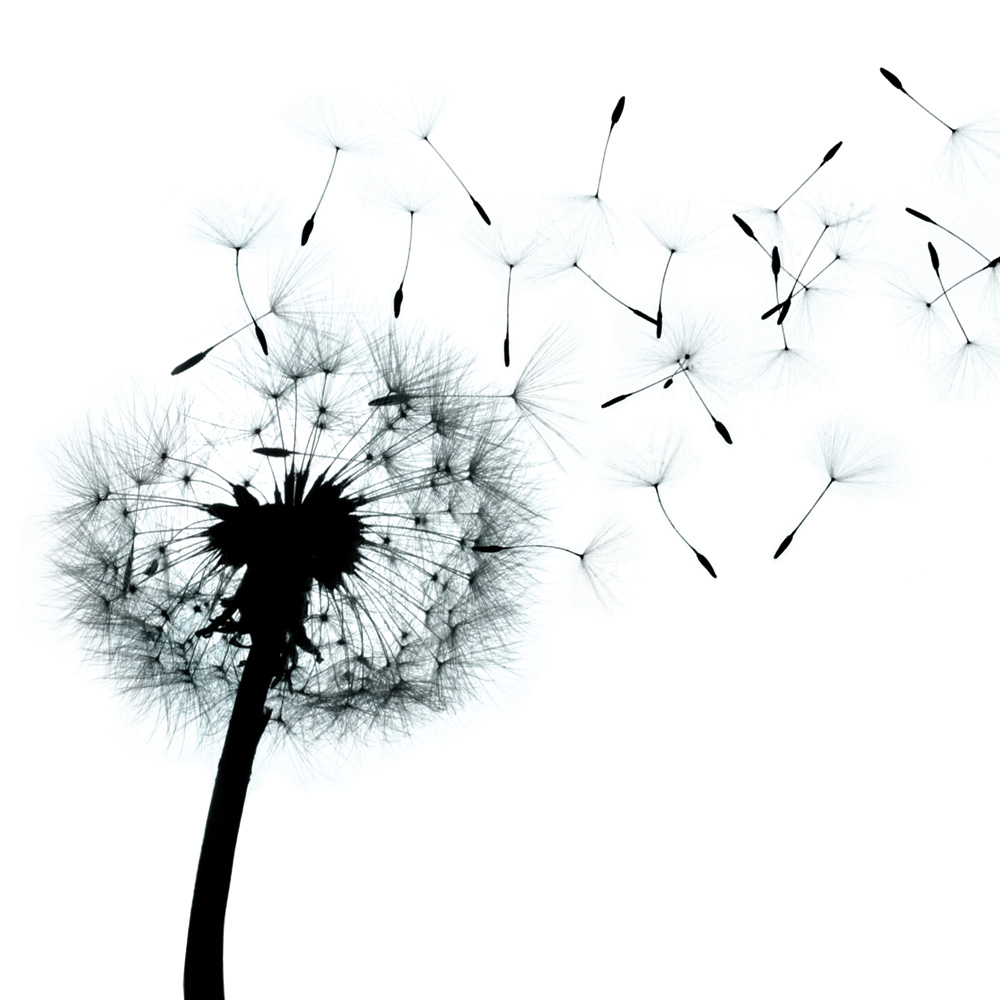 A Dandelion looses its seeds in the wind: 