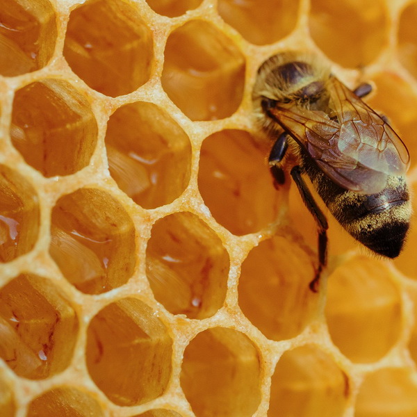 une abeille domestique entrant dans une cellule de la ruche