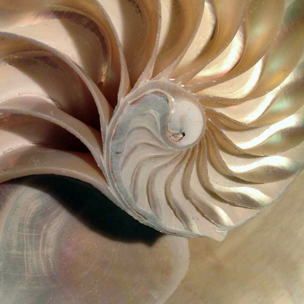 section of a Nautilus shell: golden ratio and precision in nature